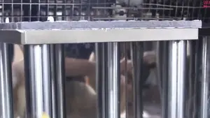 Вертикальный копер с падающим грузом для композитных материалов